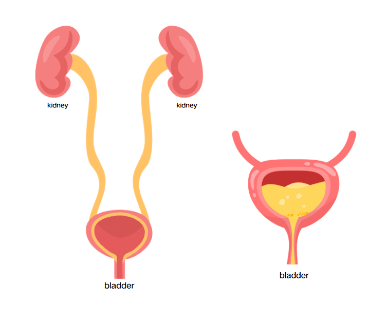 “bladder”
