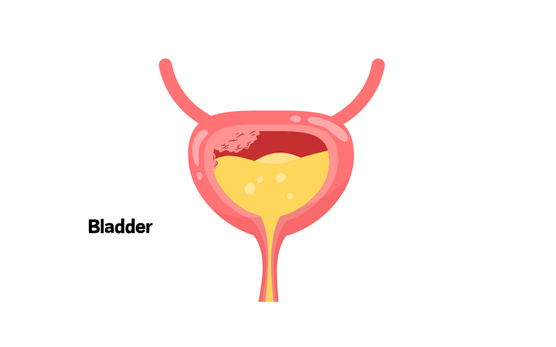 bladder