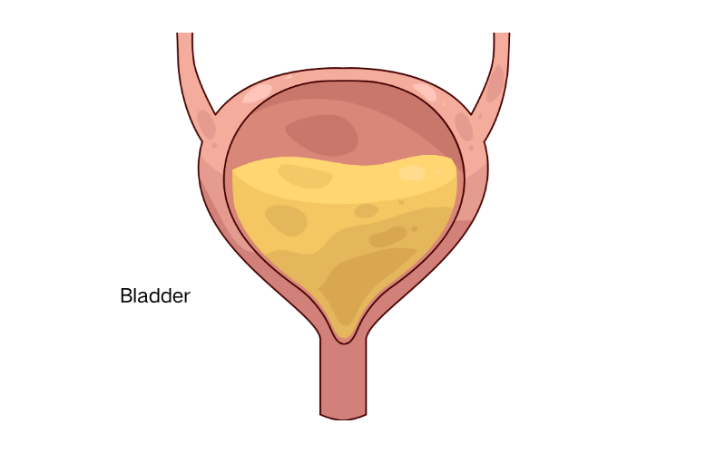 bladder